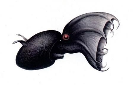 Representación de una ejemplar de ' Vampyroteuthis infernalis '  .