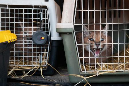Los caracales llegan al zoológico de Poznan, centro-oeste de Polonia, el 3 de marzo de 2022.