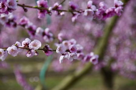 Los campos en flor de Aitona.
