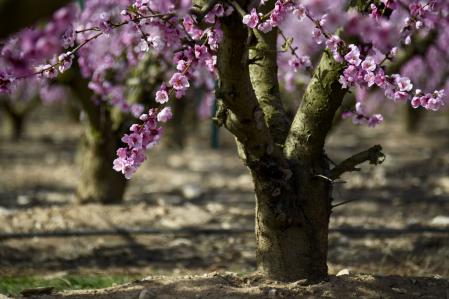 Los campos en flor de Aitona.
