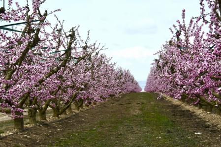 Los campos en flor de Aitona.