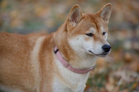 Shiba Inu