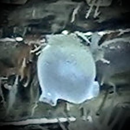 Ascidia incrustada en la madera del 'Endurance'  .