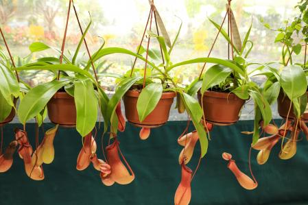 Nepenthes