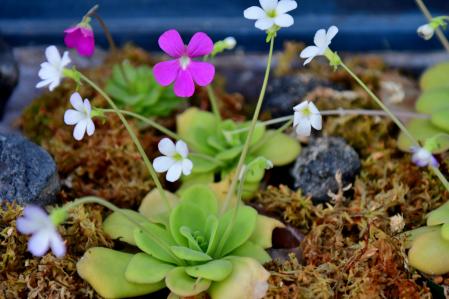 Pinguicula