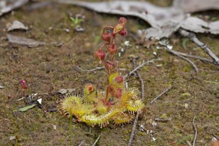 Drosera glanduligera