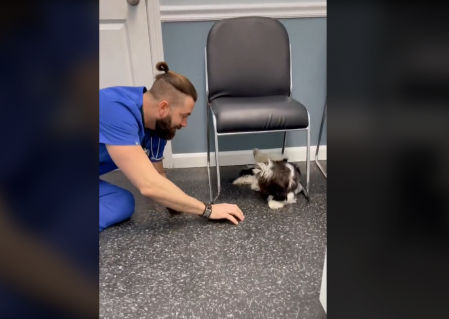 Thomas Hamilton el veterinario viral en TikTok