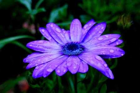 Margarita africana en Barcelona.
