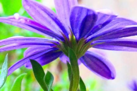 Margarita africana en Barcelona.