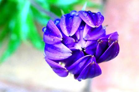 Margarita africana en Barcelona.