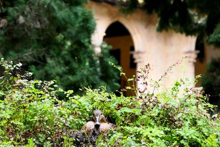 Cuaca ya ha empezado la incubación.