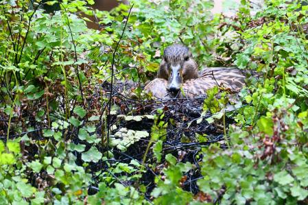 Cuaca ya ha empezado la incubación.