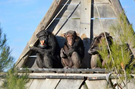 Tres chimpancés pasando el rato al sol.