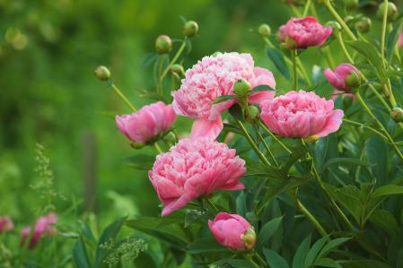 Peonia rosa