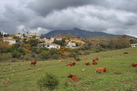 Ganado pastando en Mijas.