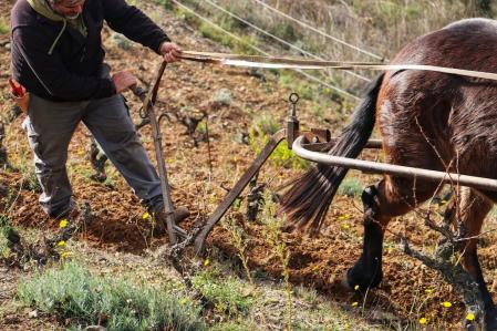 En Mas Doix utilizan una mula para labrar la tierra