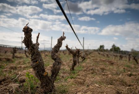 Viñedo de Clos Galena