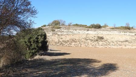 Reto visual: ¿Ves a los dos conejos?