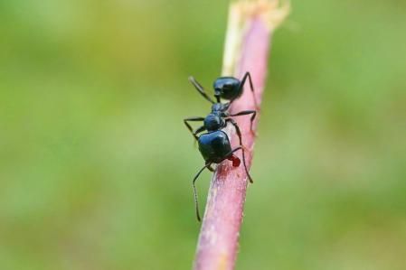 Hormiga retratada en los jardines del monasterio de Pedralbes.