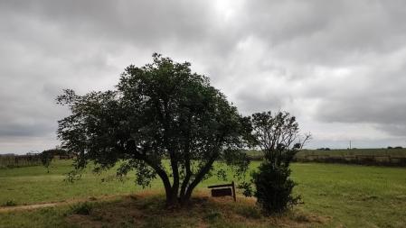 Árbol del ceibo de Junín.
