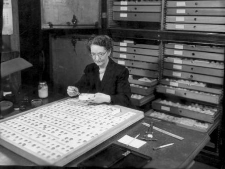 Ann McLellan Bigelow con una de las muestras de huevos en el Museo Field en 1951  .