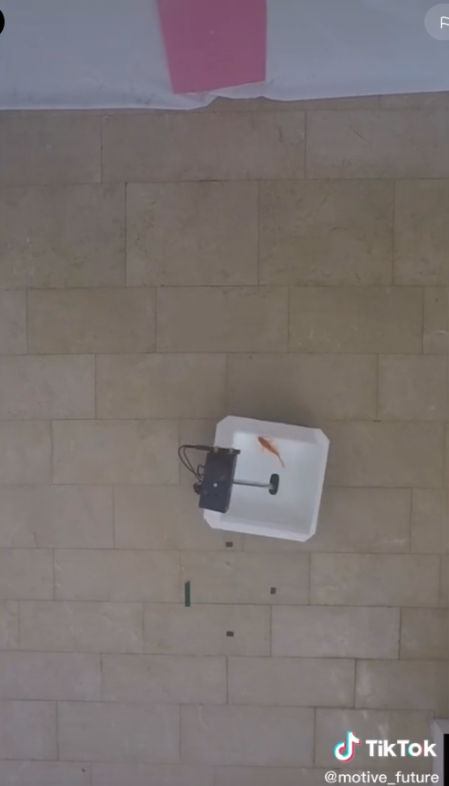 Un grupo de científicos ha construido una pecera con ruedas habilitada para que los peces puedan conducirla