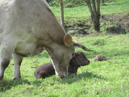 Primavera en la Vall d'en Bas.