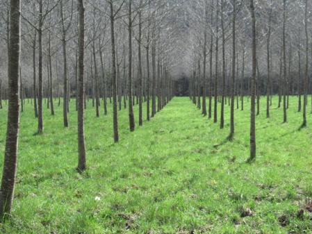 Primavera en la Vall d'en Bas.