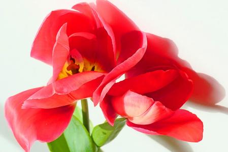 Tulipán del jardín del monasterio de Pedralbes.