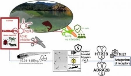 Esquema del efecto negativo observado en el nuevo estudio en peces cebra  .