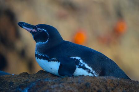Los pingüinos de Galápagos son unala especie que vive en los territorios más al norte de todo el planeta