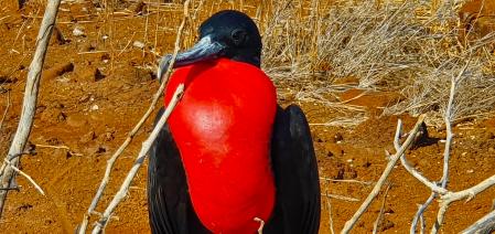 Laa fragata macho, de color negro azabache;  tienen una bolsa roja en la garganta