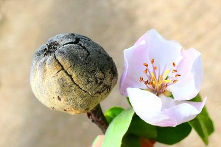 Flor del membrillo silvestre con el fruto del año pasado ya seco.