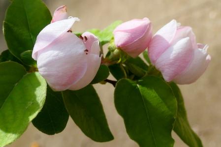 Flor del membrillo silvestre.