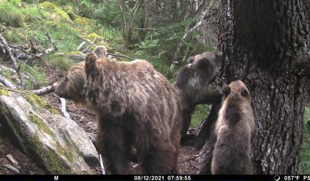 Osa con dos crías en una imagen captada el 8 de diciembre de 2021  .