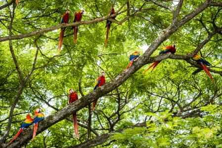 El aprendizaje social es clave para la longevidad. Grupo de guacamayos rojos (Ara chloropterus) en Costa Rica.