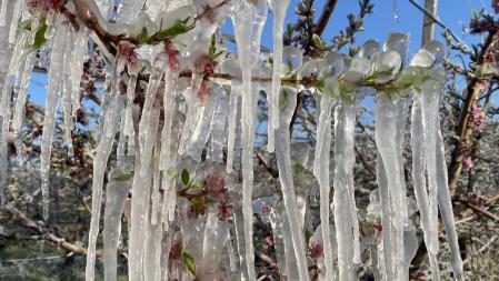 Helada en un campo de melocotoneros de Ivars d'Urgell.