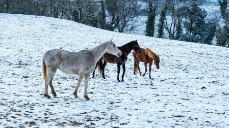 Caballos de tres colores pastando libre entre la nieve.