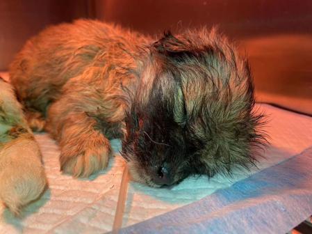 Uno de los cachorros muertos en el camíón interceptado  .