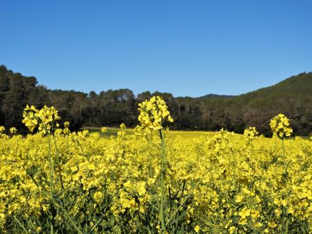 Primavera en el lago de Banyoles.