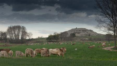 Primavera bucólica en Gurb.