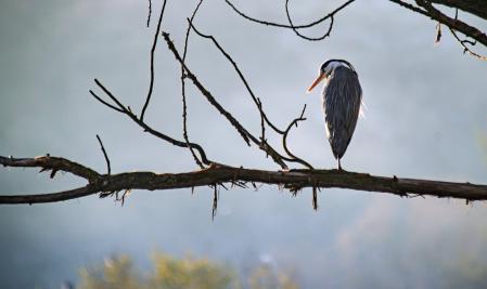Paisaje de brumas en el Meandre del Despujol.