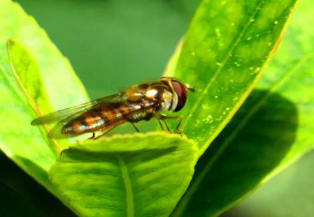 Ejemplar de sírfido retratado en los jardines del monasterio de Pedralbes.