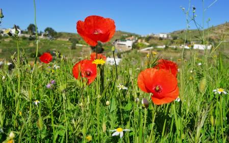 Amapola silvestre en Mijas.