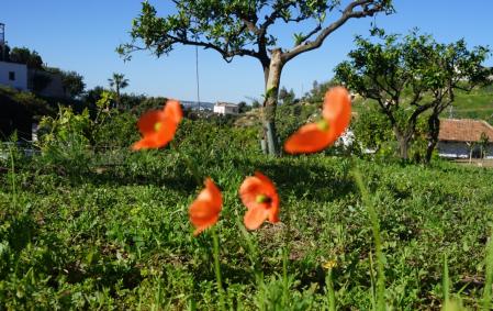 Amapola silvestre en Mijas.