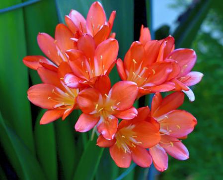Clivia miniata