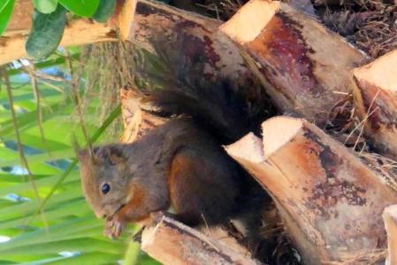 Ardilla en el monasterio de Pedralbes.