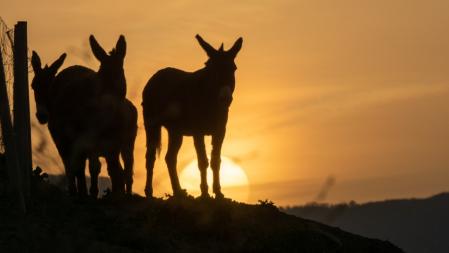 Burros al amanecer en Manlleu.