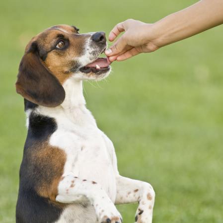 Un perro recibe el snack de su dueño