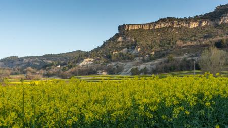 Amarillo de la colza en la Plana.